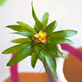 Bromelia Guzmania 'Mini Fairy' - Sprouts of Bristol