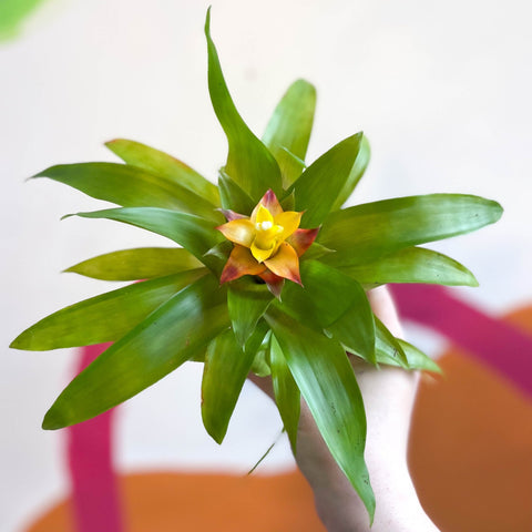 Bromelia Guzmania 'Mini Fairy' - Sprouts of Bristol