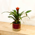 Bromelia Guzmania 'Punta' - Sprouts of Bristol