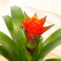 Bromelia Guzmania 'Punta' - Sprouts of Bristol