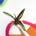 Bromeliad - Vriesea fosteriana 'Red Chestnut' - Sprouts of Bristol