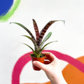 Bromeliad - Vriesea fosteriana 'Red Chestnut' - Sprouts of Bristol
