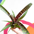 Bromeliad - Vriesea fosteriana 'Red Chestnut' - Sprouts of Bristol