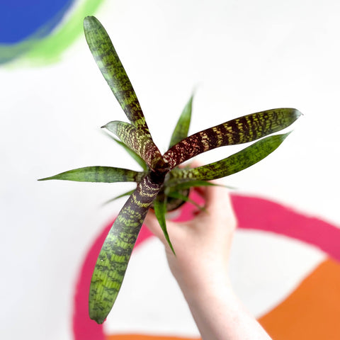 Bromeliad - Vriesea fosteriana 'Red Chestnut' - Sprouts of Bristol