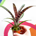 Bromeliad - Vriesea fosteriana 'Red Chestnut' - Sprouts of Bristol