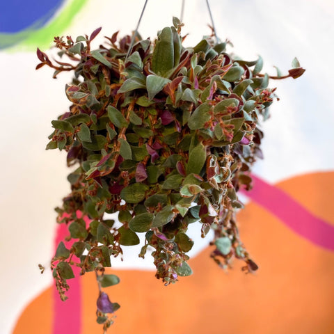 Brown Furry Inch Plant - Tradescantia sillamontana 'Brown Hill' - Sprouts of Bristol