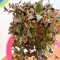 Brown Furry Inch Plant - Tradescantia sillamontana 'Brown Hill' - Sprouts of Bristol