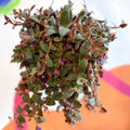 Brown Furry Inch Plant - Tradescantia sillamontana 'Brown Hill' - Sprouts of Bristol