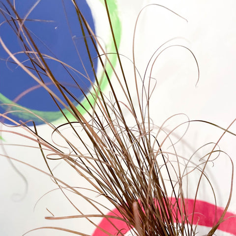 Buchanan's Sedge - Carex buchananii - Cotswold Grown Perennial - Sprouts of Bristol