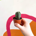 Buddha's Temple - Crassula pyramidalis compacta - Sprouts of Bristol