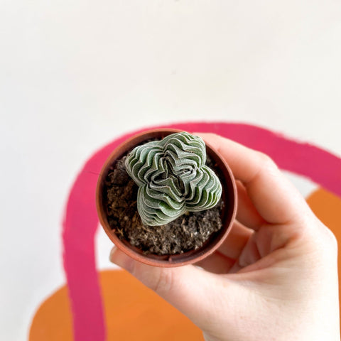 Buddha's Temple - Crassula pyramidalis compacta - Sprouts of Bristol