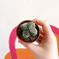 Buddha's Temple - Crassula pyramidalis compacta - Sprouts of Bristol