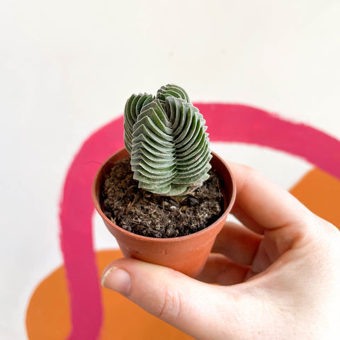 Buddha's Temple - Crassula pyramidalis compacta - Sprouts of Bristol