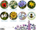 Bumblebee Seedball Wildflower Tins: Green - Sprouts of Bristol