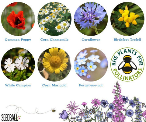 Bumblebee Seedball Wildflower Tins: Green - Sprouts of Bristol