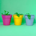 Bumblebee Seedball Wildflower Tins: Green - Sprouts of Bristol