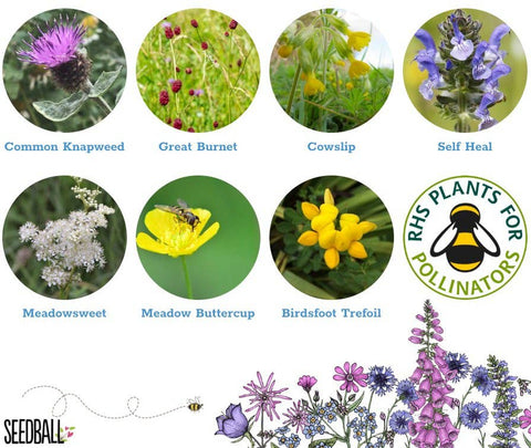 Bumblebee Seedball Wildflower Tins: Green - Sprouts of Bristol