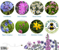 Bumblebee Seedball Wildflower Tins: Green - Sprouts of Bristol