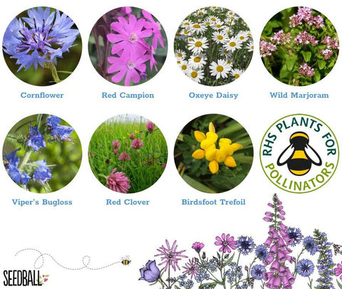 Bumblebee Seedball Wildflower Tins: Green - Sprouts of Bristol