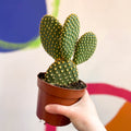 Bunny Ears Cactus - Opuntia microdasys - Sprouts of Bristol