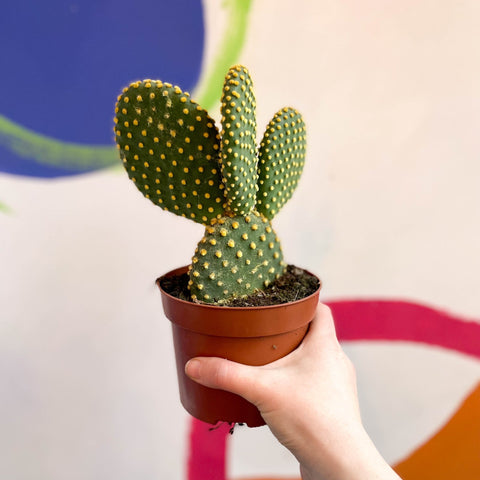 Bunny Ears Cactus - Opuntia microdasys - Sprouts of Bristol