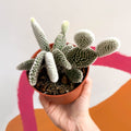 Bunny Ears Cactus - Opuntia microdasys 'Albispina' - Sprouts of Bristol