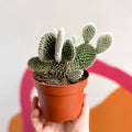 Bunny Ears Cactus - Opuntia microdasys 'Albispina' - Sprouts of Bristol