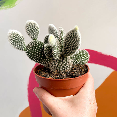 Bunny Ears Cactus - Opuntia microdasys 'Albispina' - Sprouts of Bristol