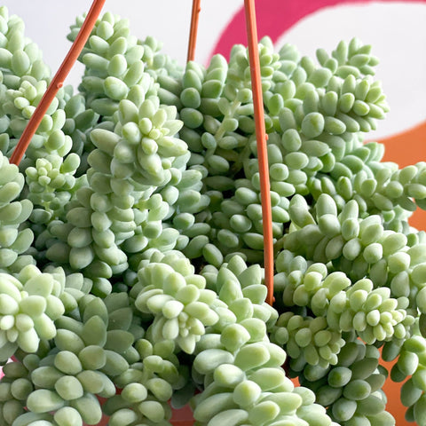 Burro's Tail - Sedum morganianum ‘Burrito’ - Sprouts of Bristol