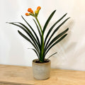 Bush Lily - Clivia miniata - Sprouts of Bristol