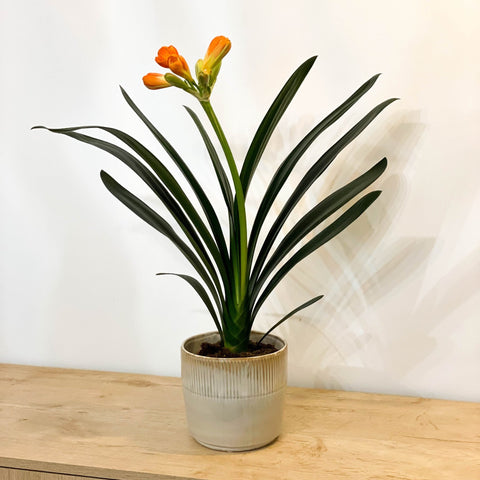 Bush Lily - Clivia miniata - Sprouts of Bristol