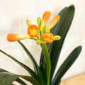 Bush Lily - Clivia miniata - Sprouts of Bristol