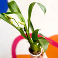 Butterfly Orchids - Odontoglossum - Sprouts of Bristol