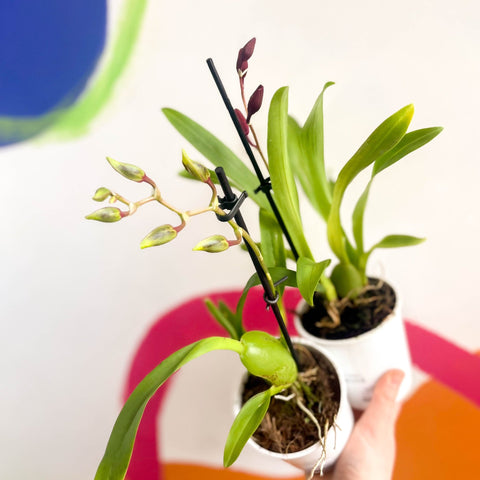 Butterfly Orchids - Odontoglossum - Sprouts of Bristol