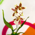 Butterfly Orchids - Odontoglossum aliceara 'Renaissance' - Sprouts of Bristol