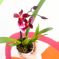 Butterfly Orchids - Odontoglossum wilsonara - Sprouts of Bristol