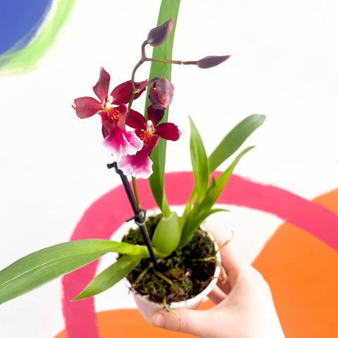 Butterfly Orchids - Odontoglossum wilsonara - Sprouts of Bristol