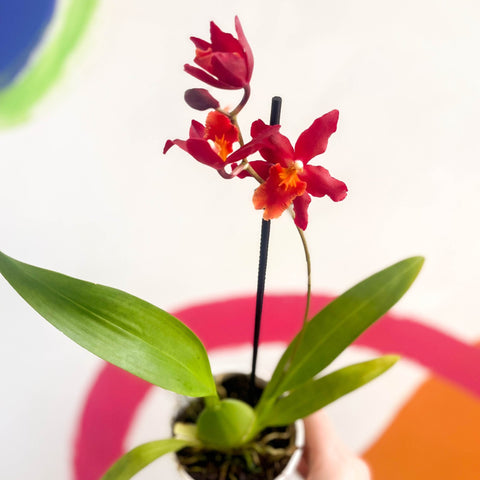 Butterfly Orchids - Odontoglossum wilsonara 'Wildfire' - Sprouts of Bristol