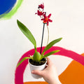 Butterfly Orchids - Odontoglossum wilsonara 'Wildfire' - Sprouts of Bristol