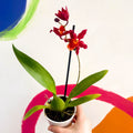 Butterfly Orchids - Odontoglossum wilsonara 'Wildfire' - Sprouts of Bristol
