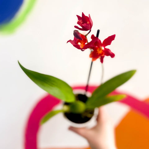 Butterfly Orchids - Odontoglossum wilsonara 'Wildfire' - Sprouts of Bristol