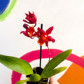 Butterfly Orchids - Odontoglossum wilsonara 'Wildfire' - Sprouts of Bristol