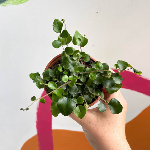 Button Fern - Pellaea rotundifolia - British Grown - Sprouts of Bristol