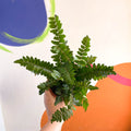 Button Fern - Pellaea rotundifolia - British Grown - Sprouts of Bristol