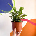 Button Fern - Pellaea rotundifolia - British Grown - Sprouts of Bristol