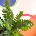 Button Fern - Pellaea rotundifolia - British Grown - Sprouts of Bristol