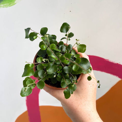 Button Fern - Pellaea rotundifolia - British Grown - Sprouts of Bristol