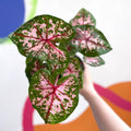 Caladium 'Carolyn Whorton' - Sprouts of Bristol