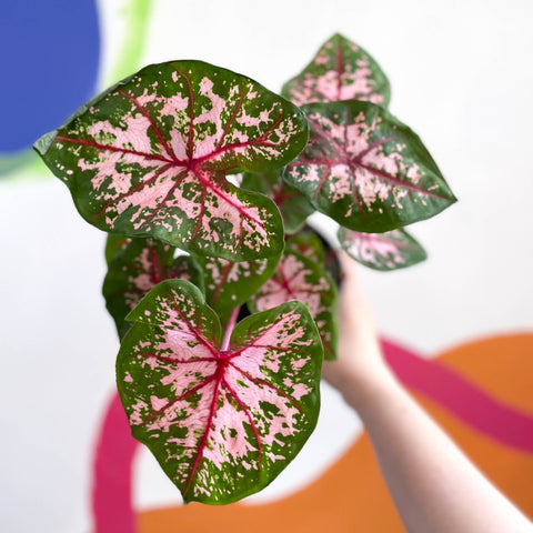 Caladium 'Carolyn Whorton' - Sprouts of Bristol