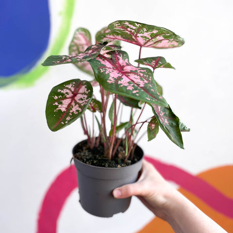 Caladium 'Carolyn Whorton' - Sprouts of Bristol